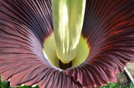 Amorphophallus titanum 2811-1 GTH 140707l