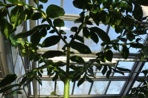 Amorphophallus_ titanum