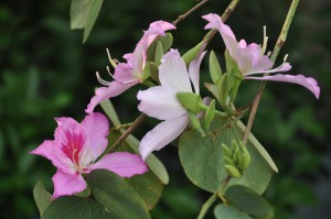 Bauhinia_variegata