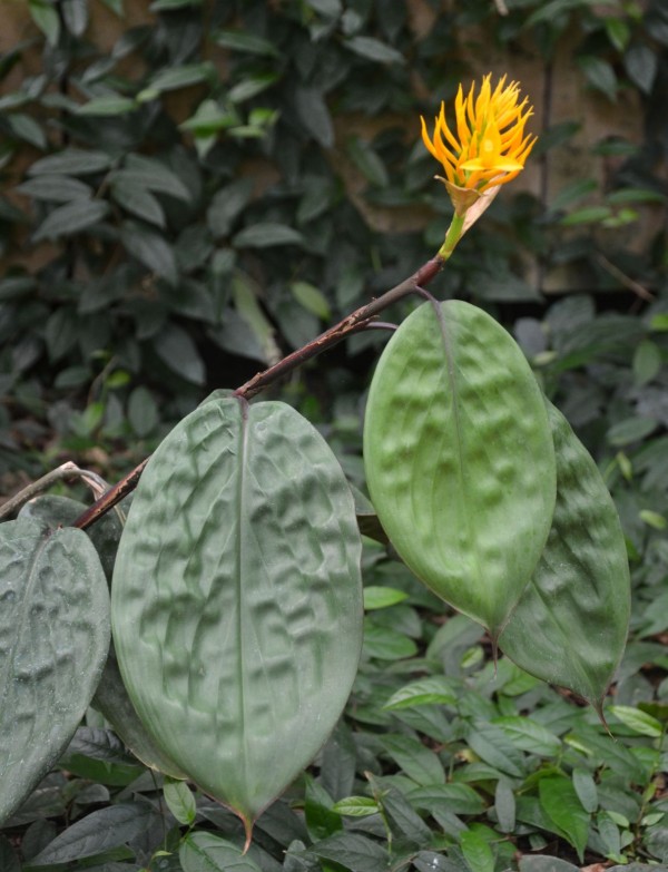 Burbidgea schizocheila 4603-1 GTH 170727b