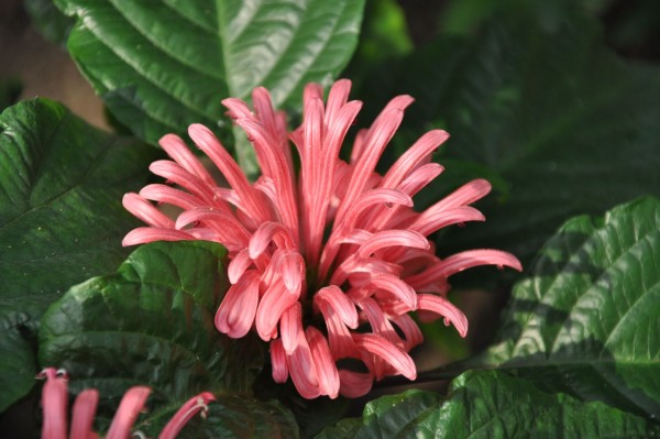 Justicia carnea 0324-1 KTH 110505c