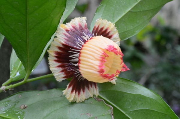 Napoleonaea beninensis