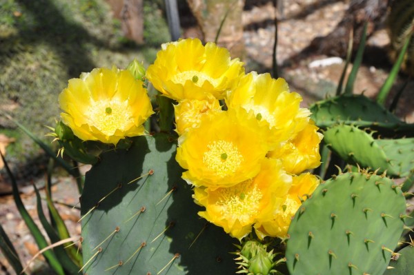 Opuntia engelmannii 1313-1 KH 130515a