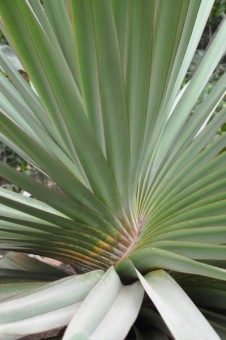  Nützlicher Schraubenbaum