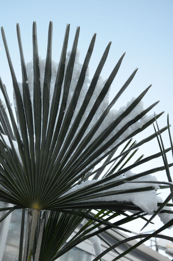 Trachycarpus fortunei 0374-3 IH 160119g