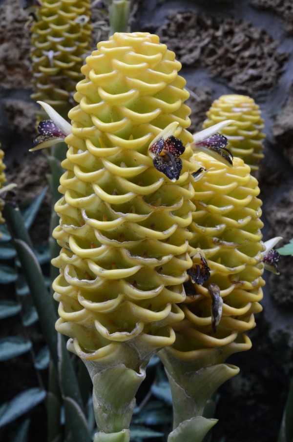 Zingiber spectabile 3500-1 GTH 170801c