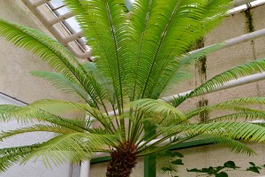 Eingerollter Sagopalmfarn