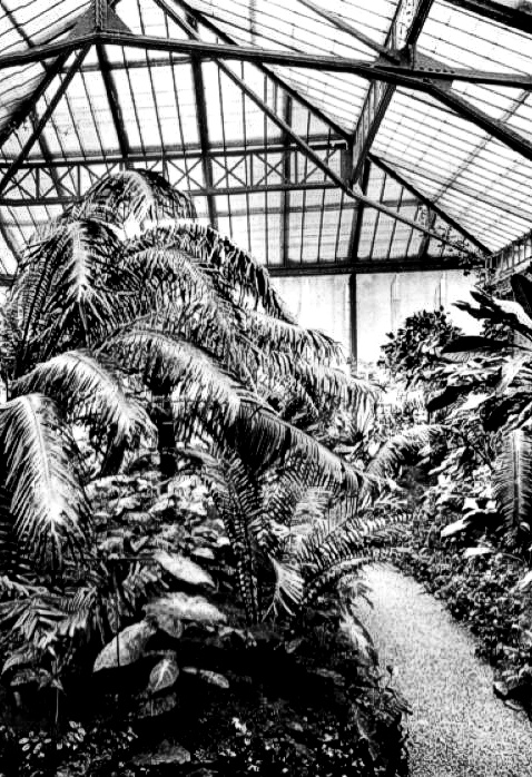 Palmenhaus vor 1945